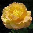 Tuinen - Kerngroep - Rozen   03