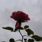 Tuinen - Kerngroep - Rozen   04