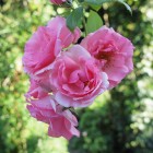 Tuinen - Kerngroep - Rozen   05
