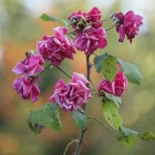 Tuinen - Kerngroep - Rozen   06